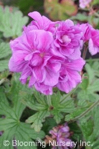 Geranium himalayense 'Plenum'